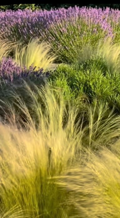 Lavender is a fave!