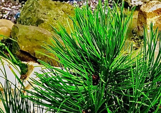 Mugo Pine in Sand.