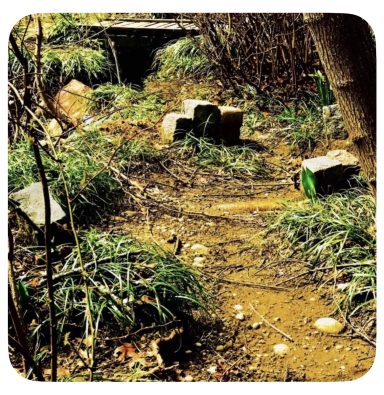 Japanese Hiking Trail Garden.