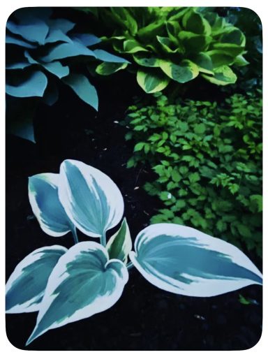 Hosta's just off deck