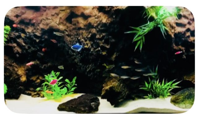 Sixty Gallon Aquarium.